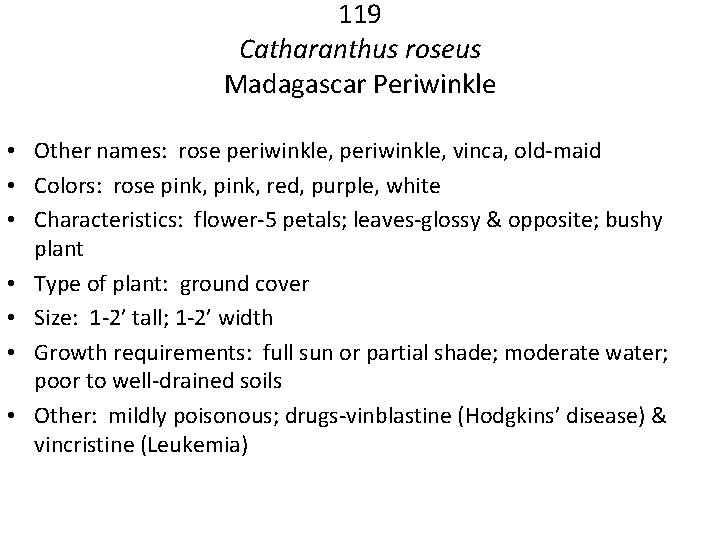 119 Catharanthus roseus Madagascar Periwinkle • Other names: rose periwinkle, vinca, old-maid • Colors: