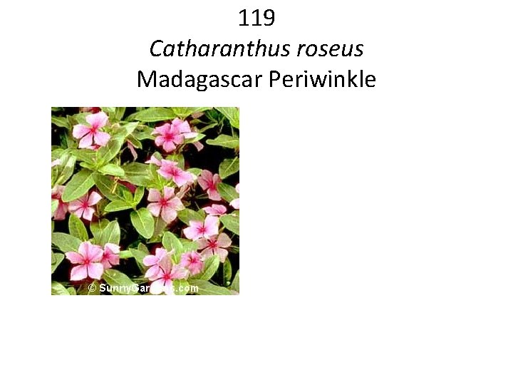 119 Catharanthus roseus Madagascar Periwinkle 