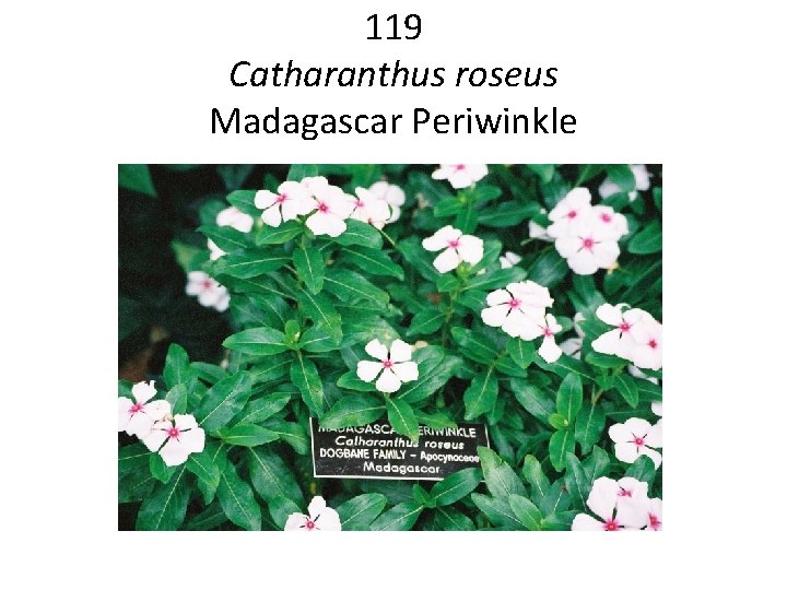 119 Catharanthus roseus Madagascar Periwinkle 