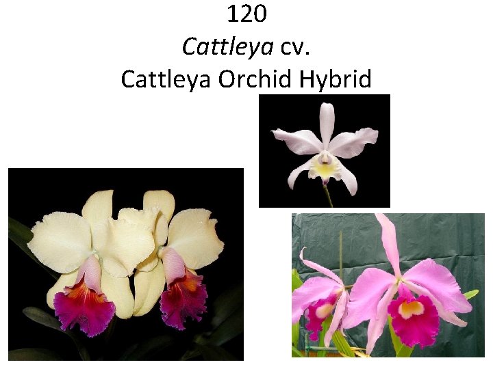 120 Cattleya cv. Cattleya Orchid Hybrid 