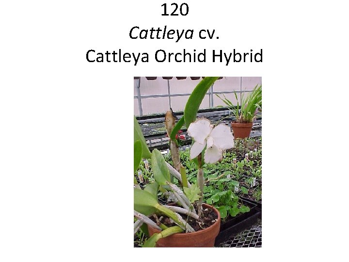 120 Cattleya cv. Cattleya Orchid Hybrid 