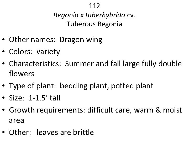 112 Begonia x tuberhybrida cv. Tuberous Begonia • Other names: Dragon wing • Colors: