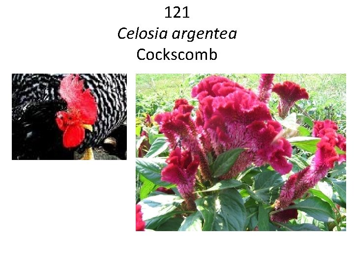 121 Celosia argentea Cockscomb 
