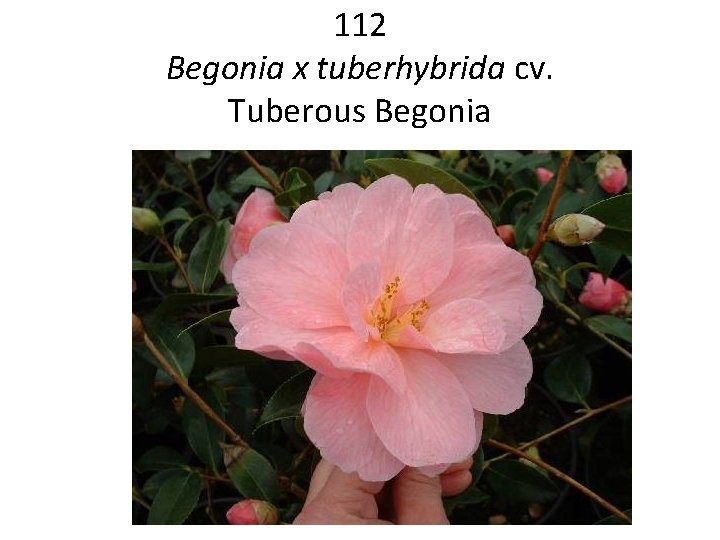 112 Begonia x tuberhybrida cv. Tuberous Begonia 