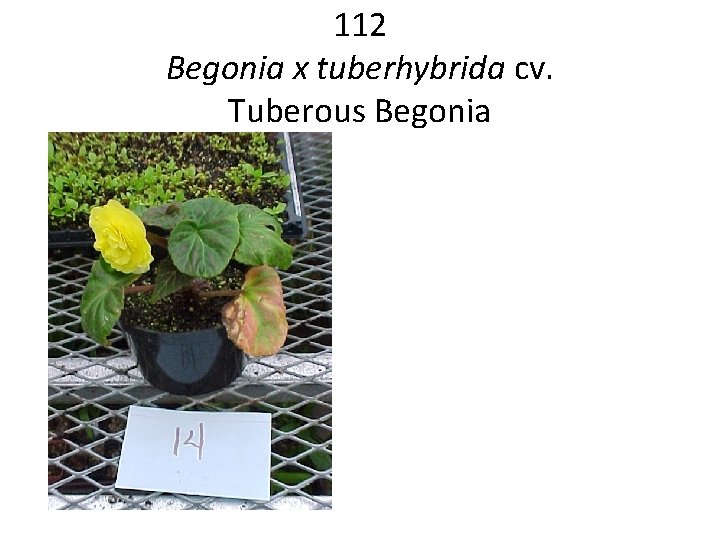 112 Begonia x tuberhybrida cv. Tuberous Begonia 