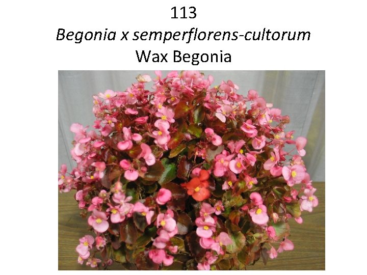 113 Begonia x semperflorens-cultorum Wax Begonia 