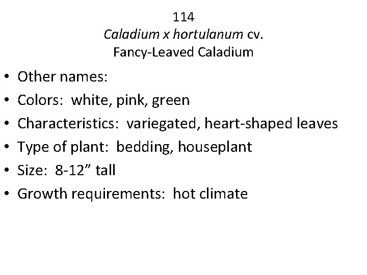 114 Caladium x hortulanum cv. Fancy-Leaved Caladium • • • Other names: Colors: white,