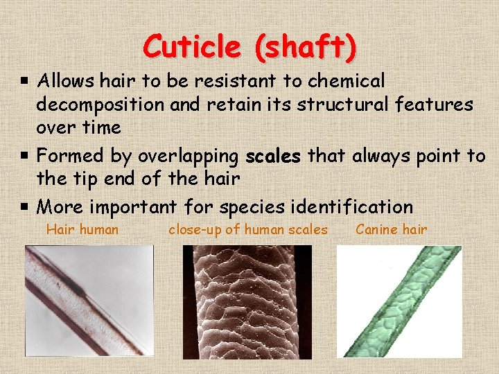 Cuticle (shaft) Allows hair to be resistant to chemical decomposition and retain its structural