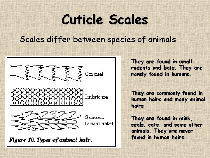 Cuticle Scales differ between species of animals They are found in small rodents and