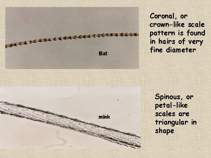 Bat mink Coronal, or crown-like scale pattern is found in hairs of very fine