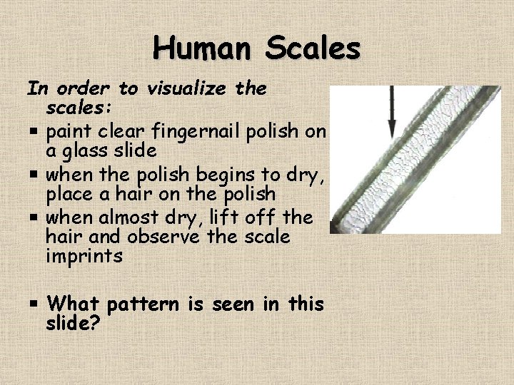 Human Scales In order to visualize the scales: paint clear fingernail polish on a