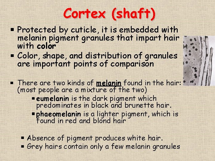 Cortex (shaft) Protected by cuticle, it is embedded with melanin pigment granules that impart