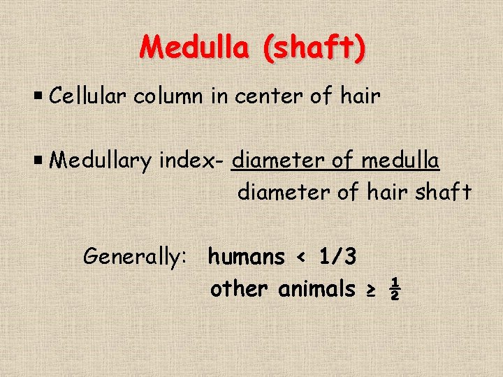 Medulla (shaft) Cellular column in center of hair Medullary index- diameter of medulla diameter