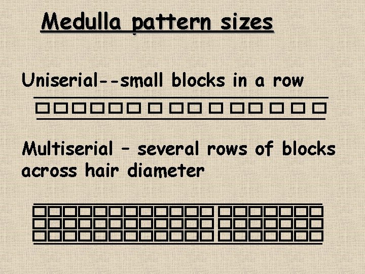 Medulla pattern sizes Uniserial--small blocks in a row Multiserial – several rows of blocks