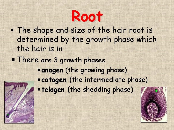 Root § The shape and size of the hair root is determined by the