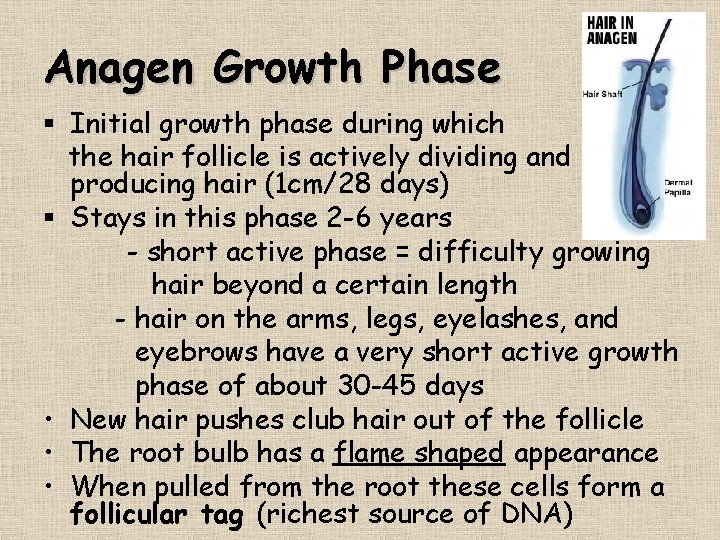 Anagen Growth Phase § Initial growth phase during which the hair follicle is actively