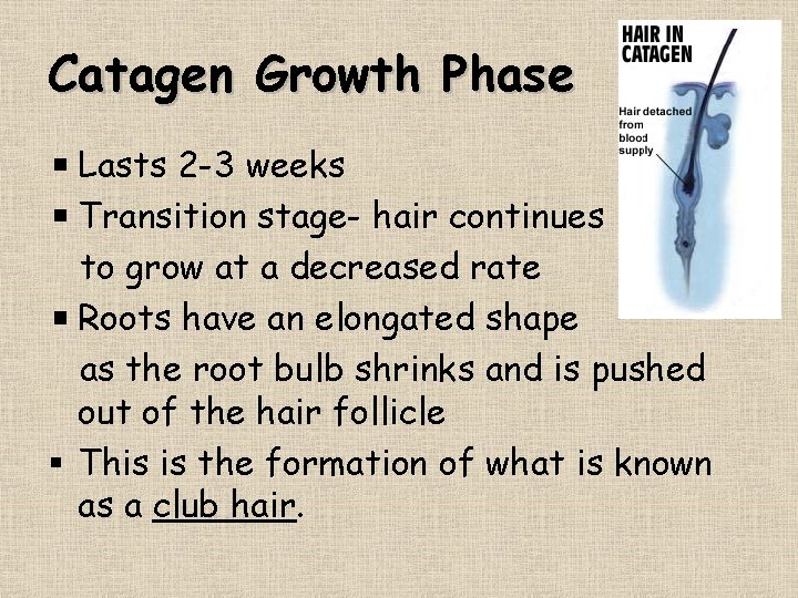 Catagen Growth Phase Lasts 2 -3 weeks Transition stage- hair continues to grow at