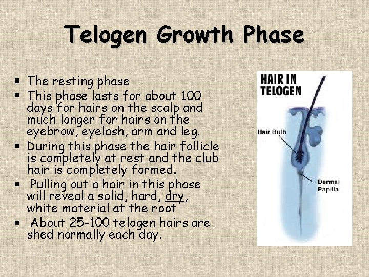 Telogen Growth Phase The resting phase This phase lasts for about 100 days for