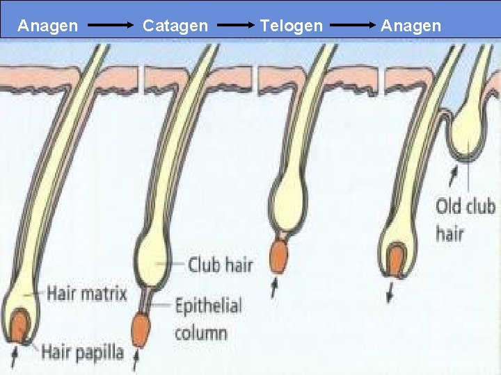 Anagen Catagen Telogen Anagen 