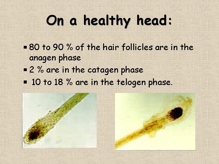 On a healthy head: 80 to 90 % of the hair follicles are in