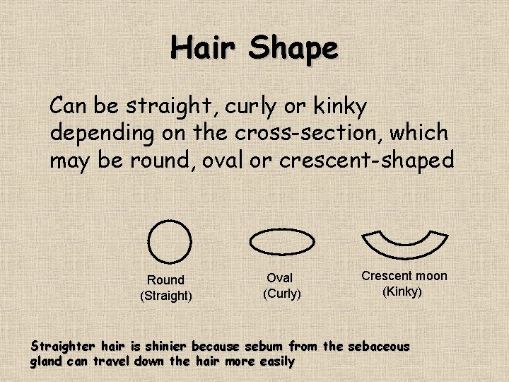 Hair Shape Can be straight, curly or kinky depending on the cross-section, which may