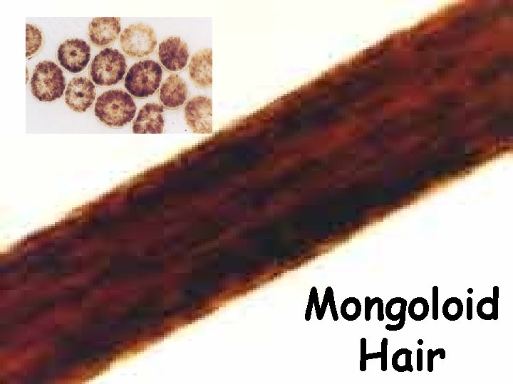 Mongoloid Hair 