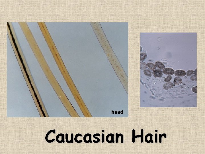 head Caucasian Hair 