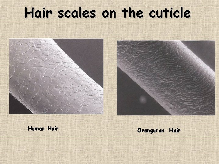 Hair scales on the cuticle Human Hair Orangutan Hair 