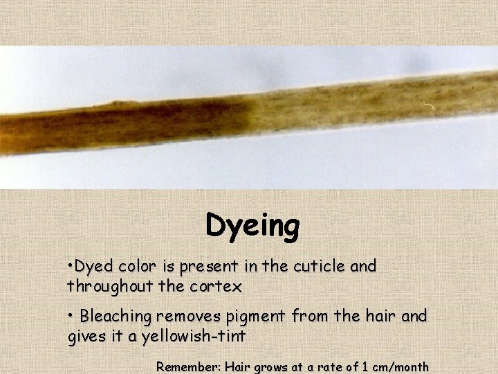 Dyeing • Dyed color is present in the cuticle and throughout the cortex •