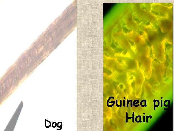 Dog Guinea pig Hair 