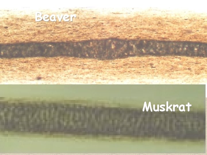 Beaver Muskrat 