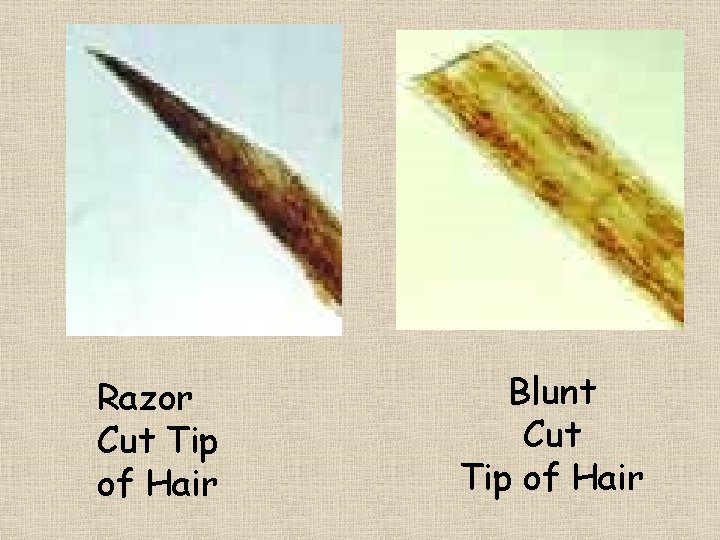 Razor Cut Tip of Hair Blunt Cut Tip of Hair 