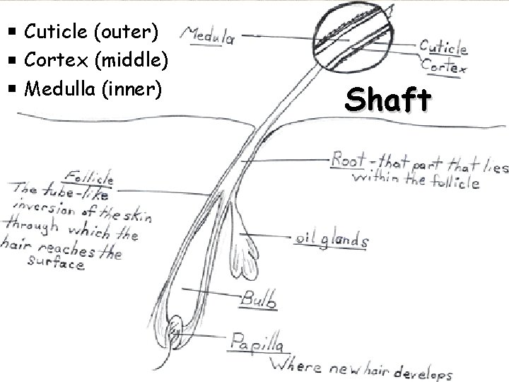 Cuticle (outer) Cortex (middle) Medulla (inner) Shaft 