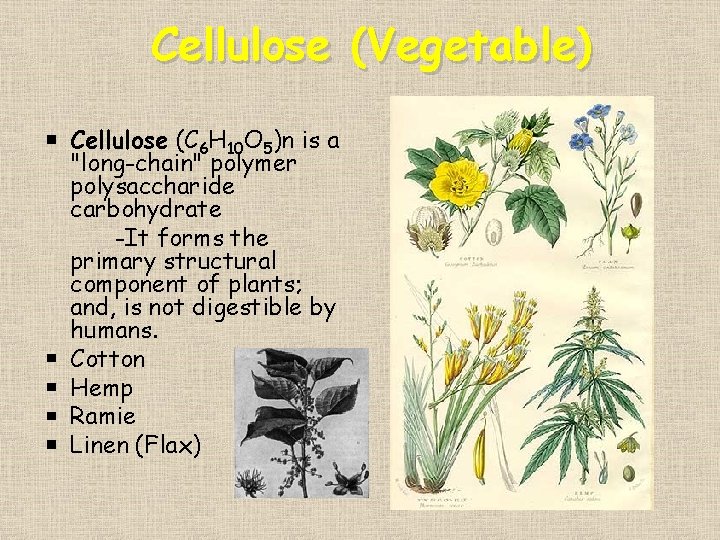 Cellulose (Vegetable) Cellulose (C 6 H 10 O 5)n is a "long-chain" polymer polysaccharide