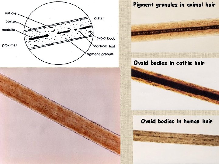 Pigment granules in animal hair Ovoid bodies in cattle hair Ovoid bodies in human