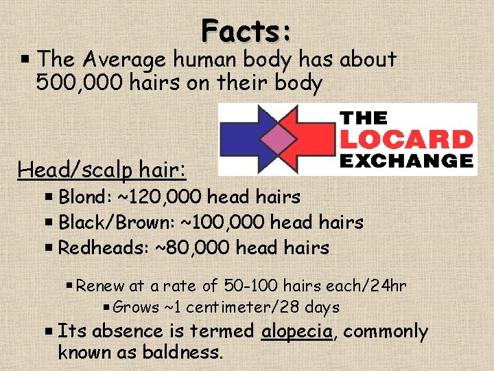 Facts: The Average human body has about 500, 000 hairs on their body Head/scalp