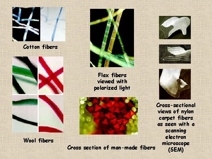 Cotton fibers Flax fibers viewed with polarized light Wool fibers Cross-sectional views of nylon