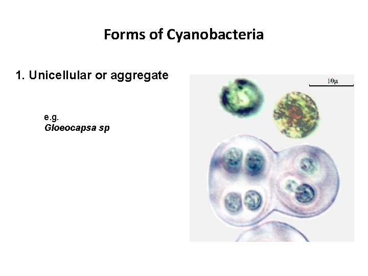 Forms of Cyanobacteria 1. Unicellular or aggregate e. g. Gloeocapsa sp 