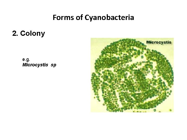 Forms of Cyanobacteria 2. Colony e. g. Microcystis sp 