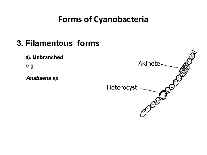 Forms of Cyanobacteria 3. Filamentous forms a). Unbranched e. g. Anabaena sp 