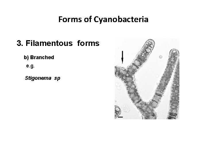 Forms of Cyanobacteria 3. Filamentous forms b) Branched e. g. Stigonema sp 