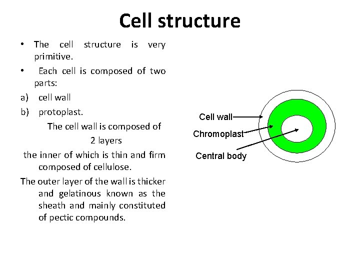 Cell structure • The cell structure is very primitive. • Each cell is composed