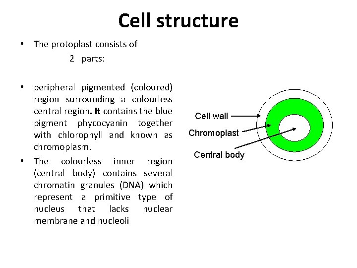 Cell structure • The protoplast consists of 2 parts: • peripheral pigmented (coloured) region