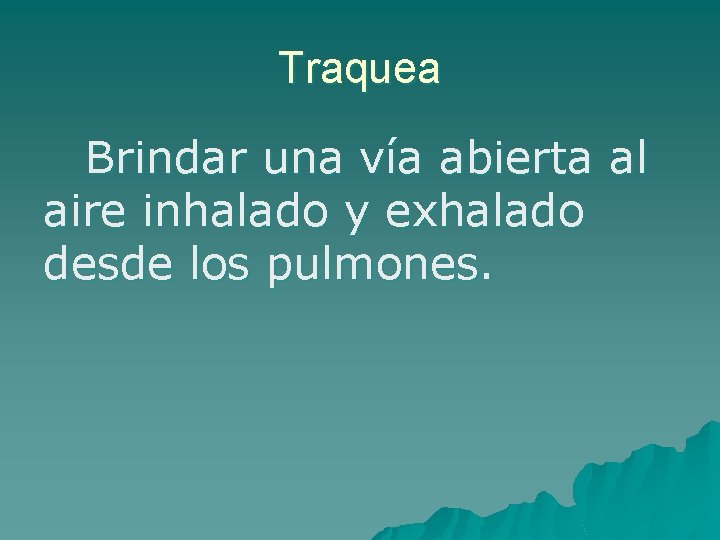 Traquea Brindar una vía abierta al aire inhalado y exhalado desde los pulmones. 