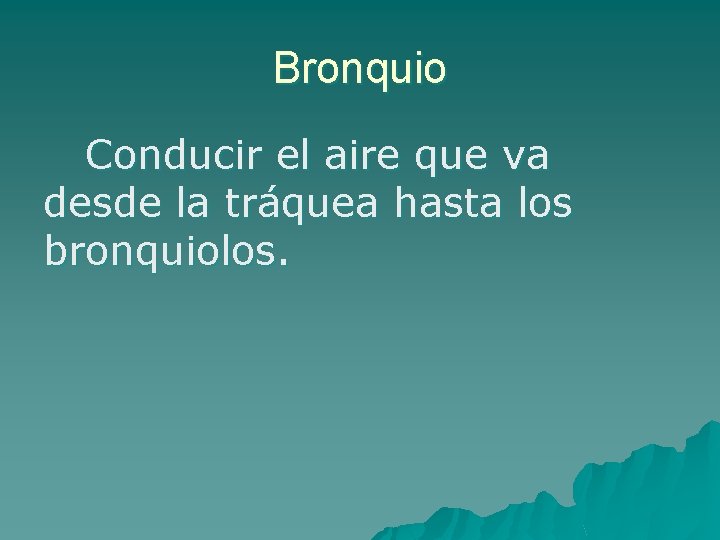 Bronquio Conducir el aire que va desde la tráquea hasta los bronquiolos. 