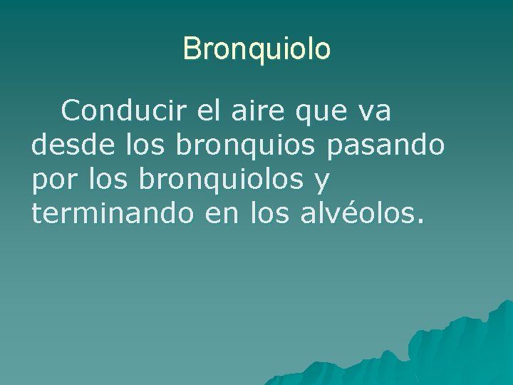 Bronquiolo Conducir el aire que va desde los bronquios pasando por los bronquiolos y