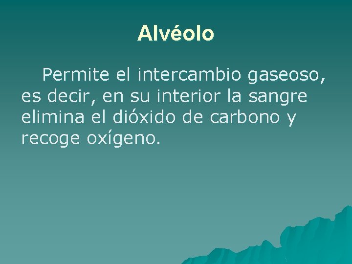 Alvéolo Permite el intercambio gaseoso, es decir, en su interior la sangre elimina el