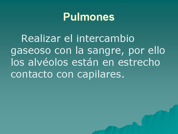 Pulmones Realizar el intercambio gaseoso con la sangre, por ello los alvéolos están en