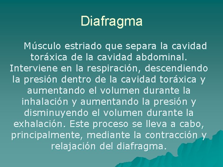 Diafragma Músculo estriado que separa la cavidad toráxica de la cavidad abdominal. Interviene en
