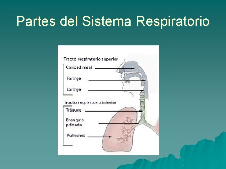 Partes del Sistema Respiratorio 